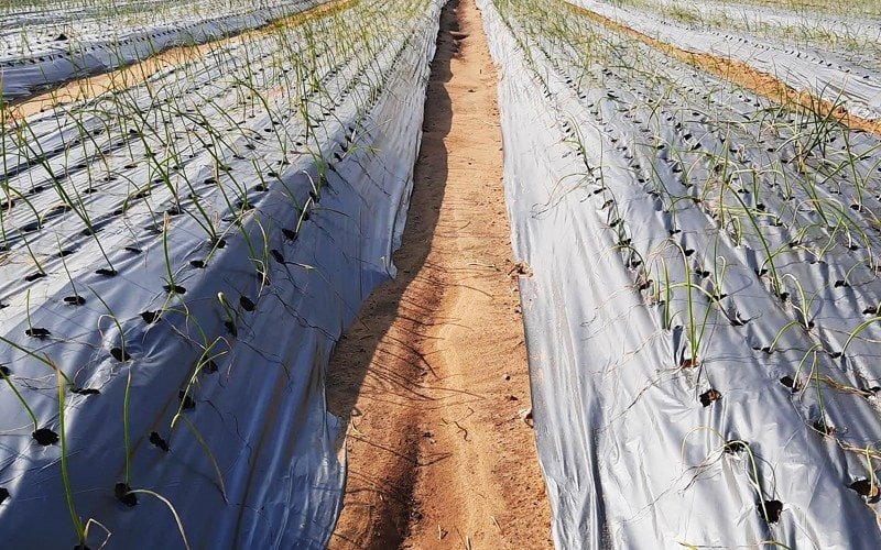 Agrifirst Ginegar Onion/Garlic Mulch