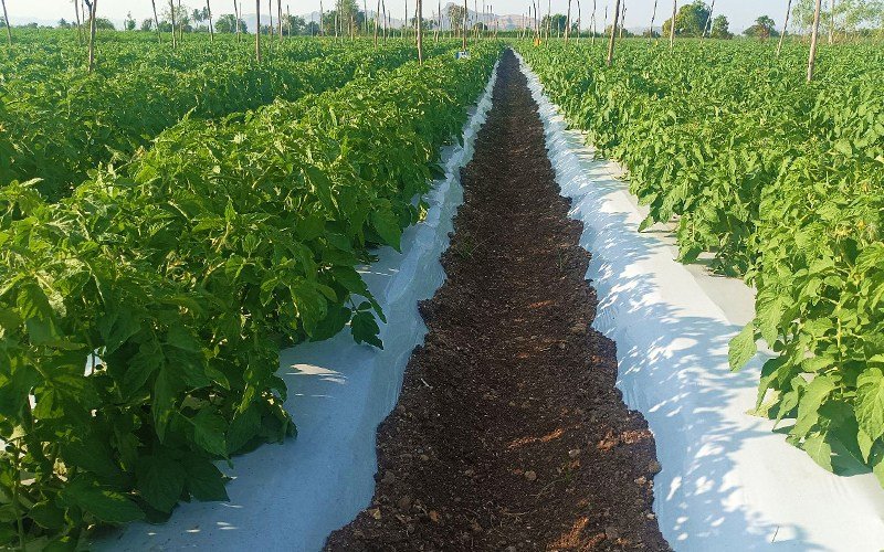 Agrifirst Ginegar Mulch