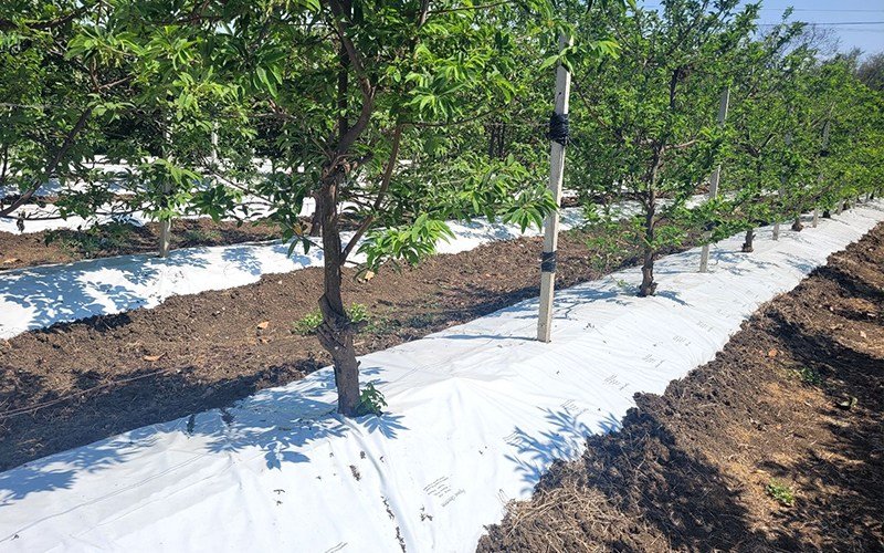 Agrifirst Ginegar Orchard Mulch