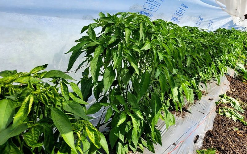 Agrifirst Crop Shield Cover