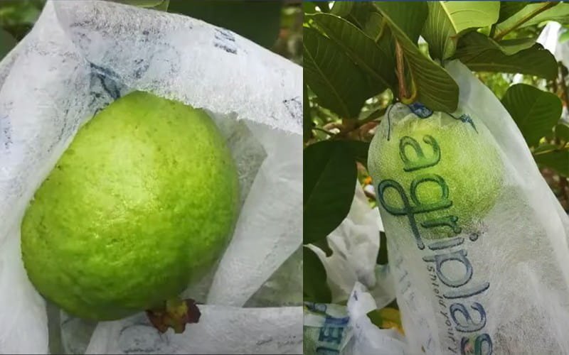 Agrifirst Fruit Shield Cover