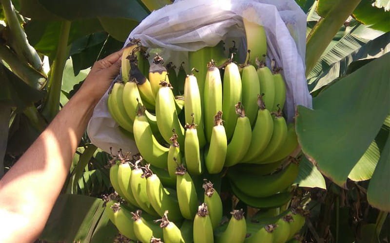 Agrifirst Banana Shield Cover
