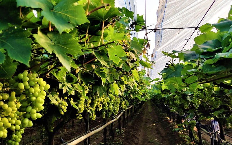 Agrifirst Grape Cover