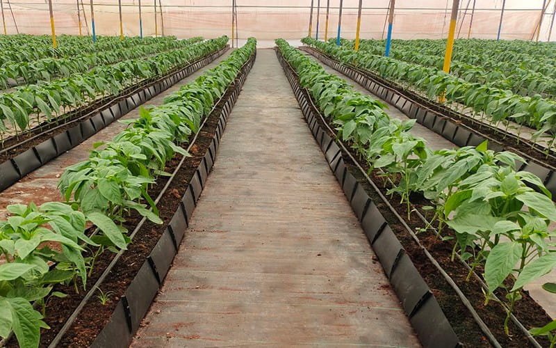 Mapal Growing Trough