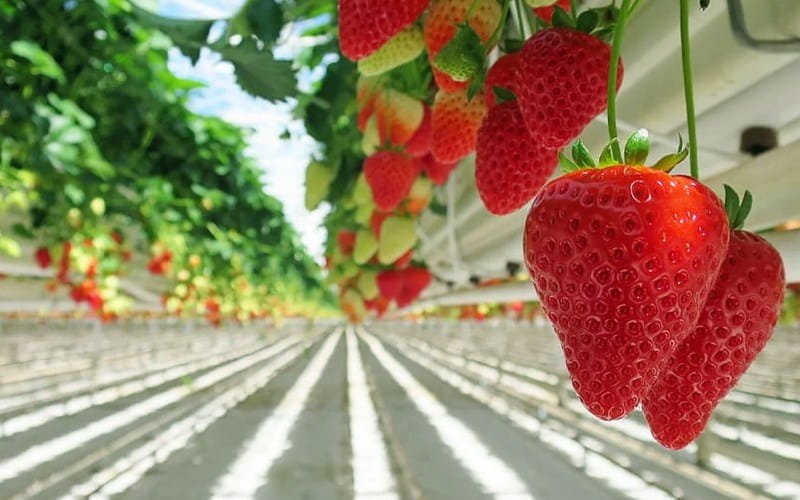 Strawberry Container - Open Type
