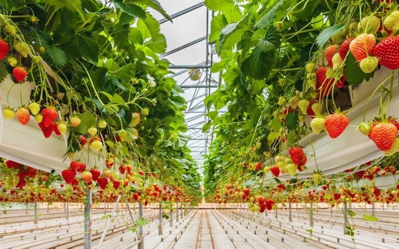 Strawberry Container - Close type