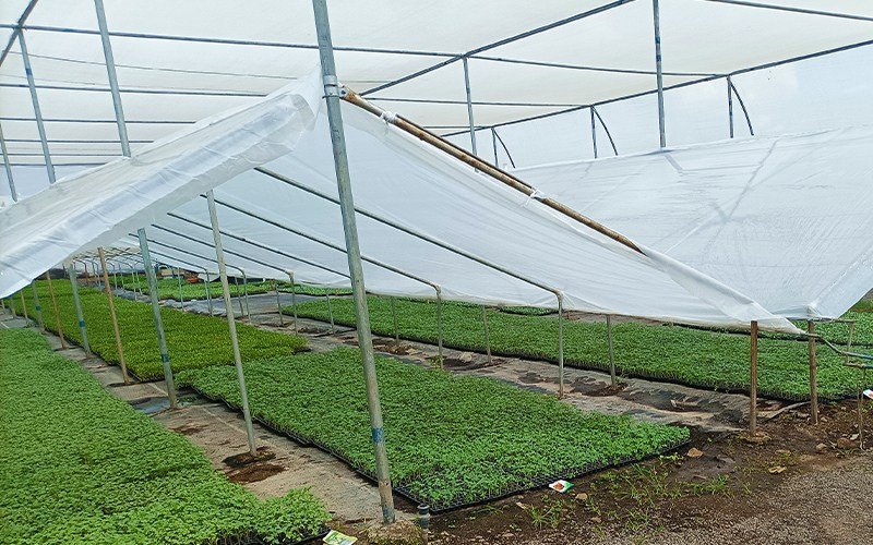 Anti Drip Clear Film for Nursery