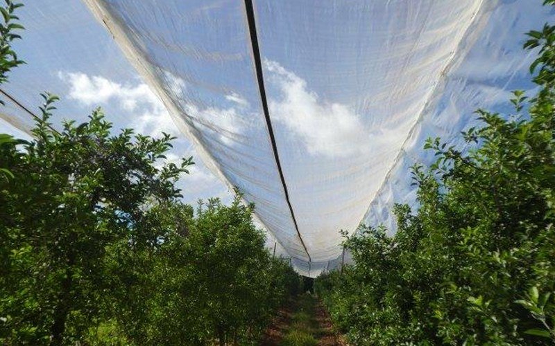 Ginegar Anti Hail Net Leno