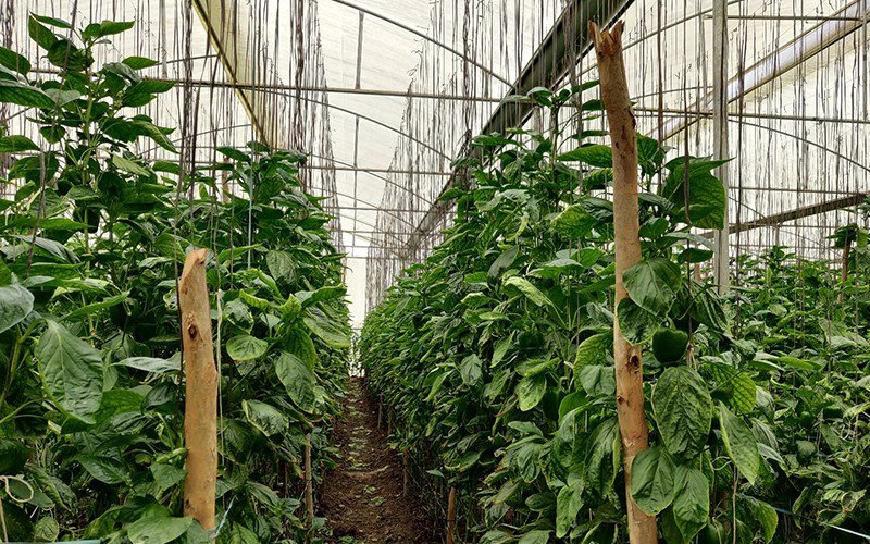 Agrifirst Black Trellis Twine