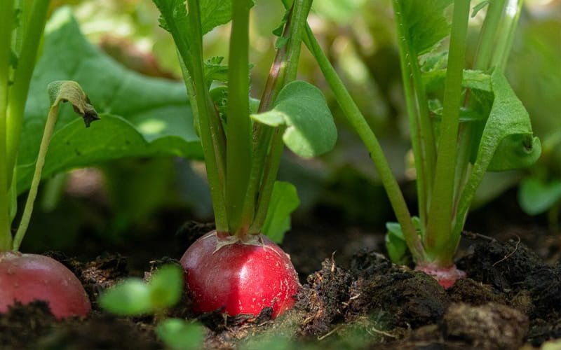 Radish