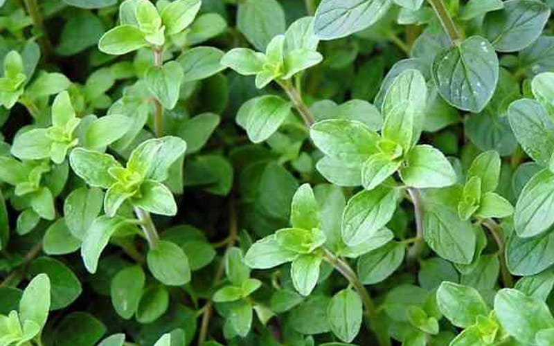 Oregano