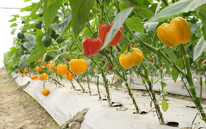 Capsicum (Bell Pepper)