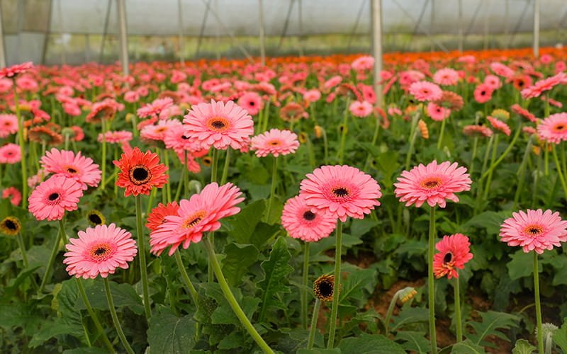 Gerbera