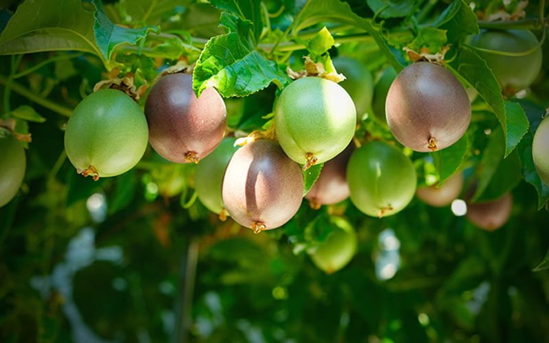 Passion Fruit
