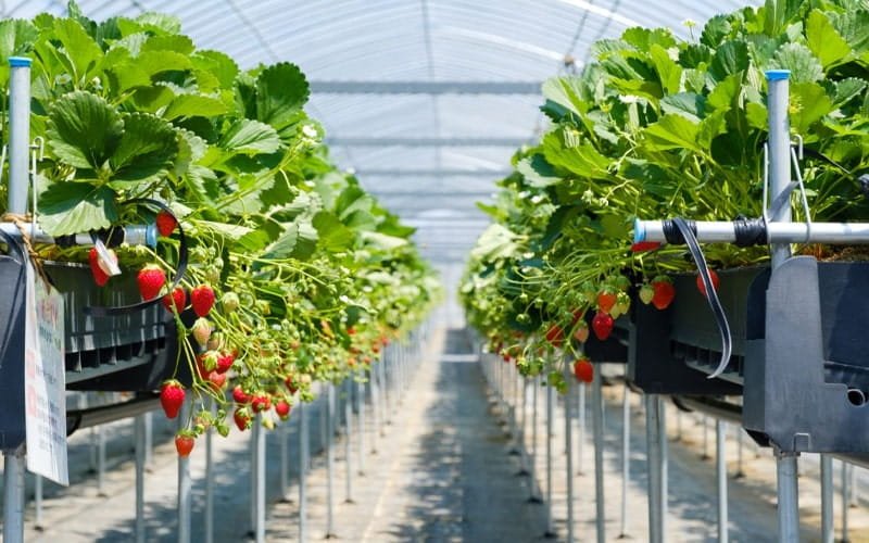 Dutch Bucket Grow System