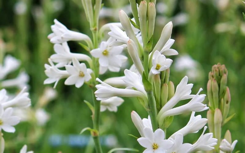 Tuberose