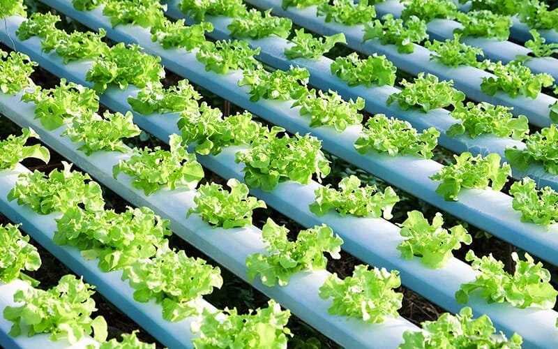 Nutrient Film Technique Hydroponics