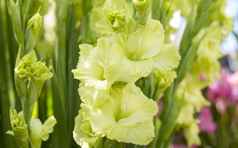 Gladiolus