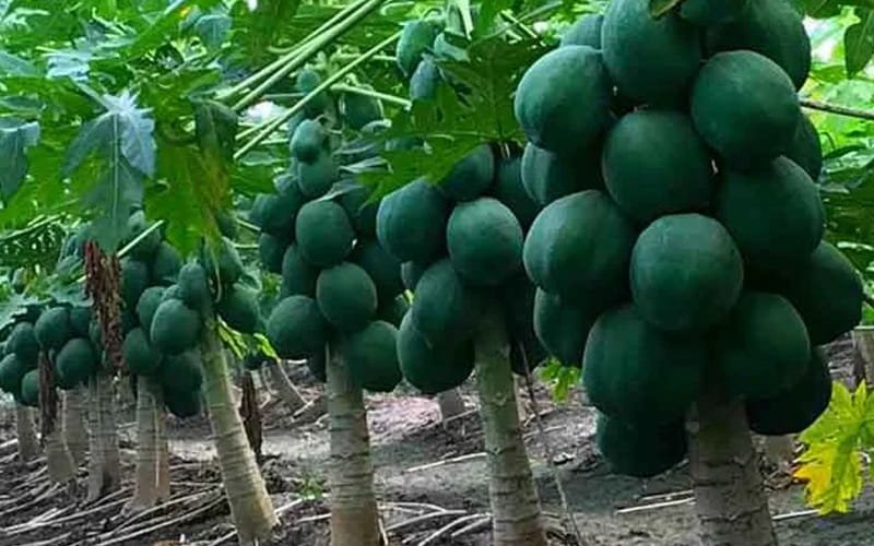 Papaya