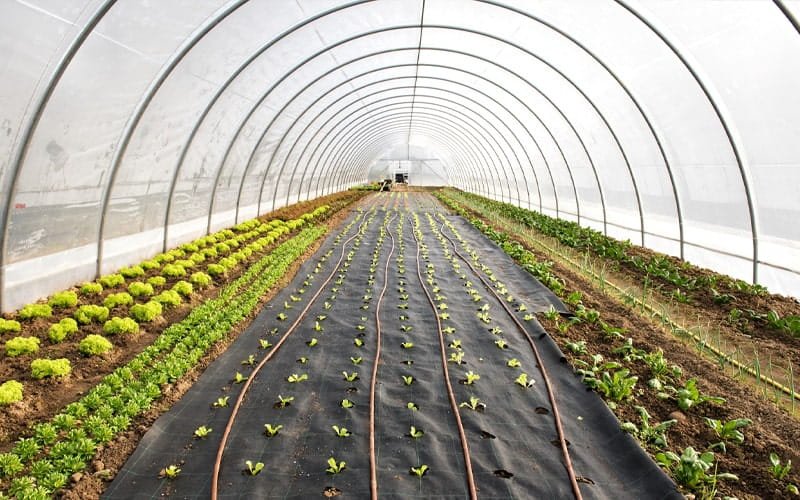 Poly Tunnel