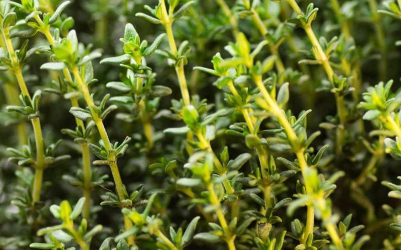 Thyme