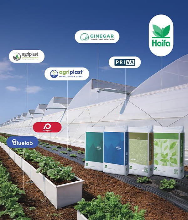 Collaborations & Partnerships