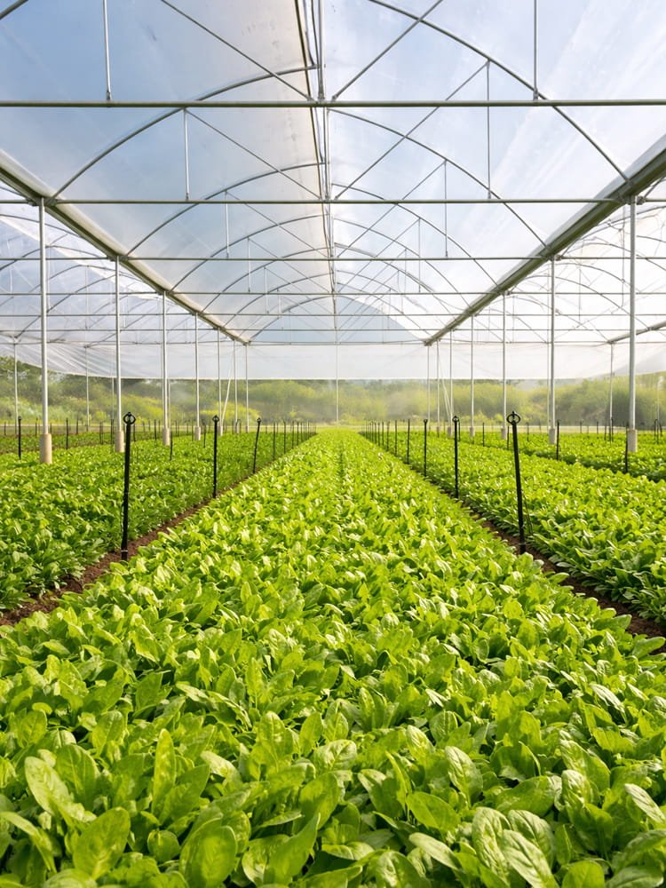 India's Most Advanced Greenhouse & Polyhouse Technology