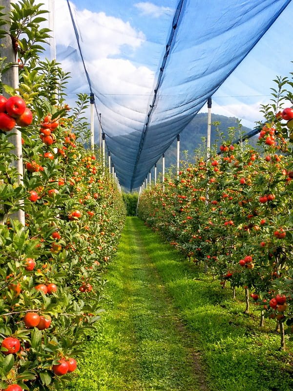 Between Your Crop and the Next Hailstorm — There Should Always Be an Agrifirst Anti-Hail Net