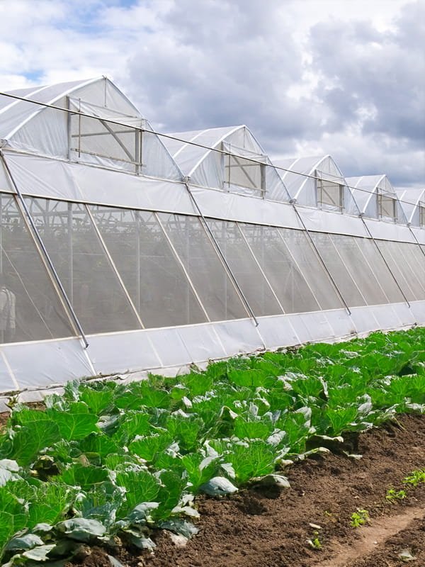 Stop Pests Before They Enter — Insect Exclusion Netting