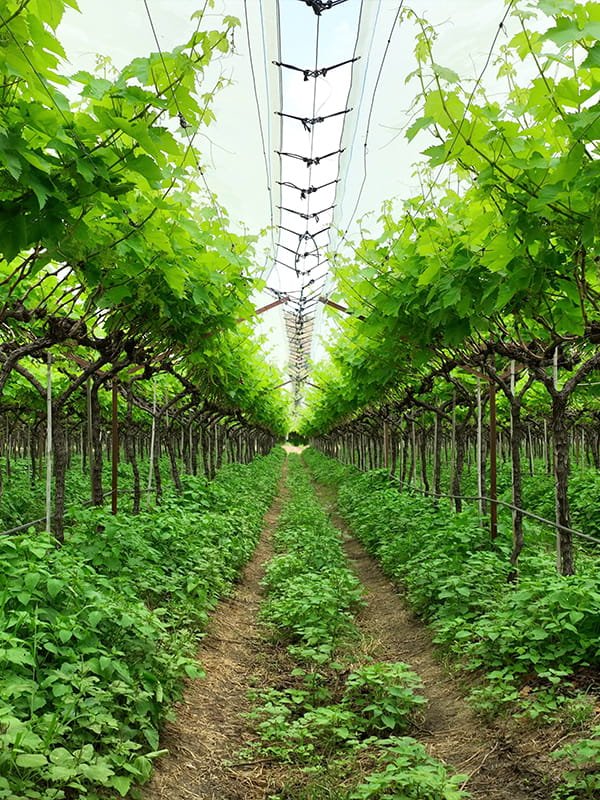 The Last Line of Defence Between Your Crop and Market Rejection