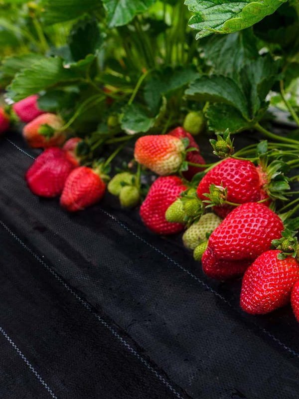 Clean floors. Controlled roots. Better yields.