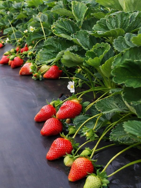 If Your Mulch is Letting Light Through — It's Already Failing Your Crop