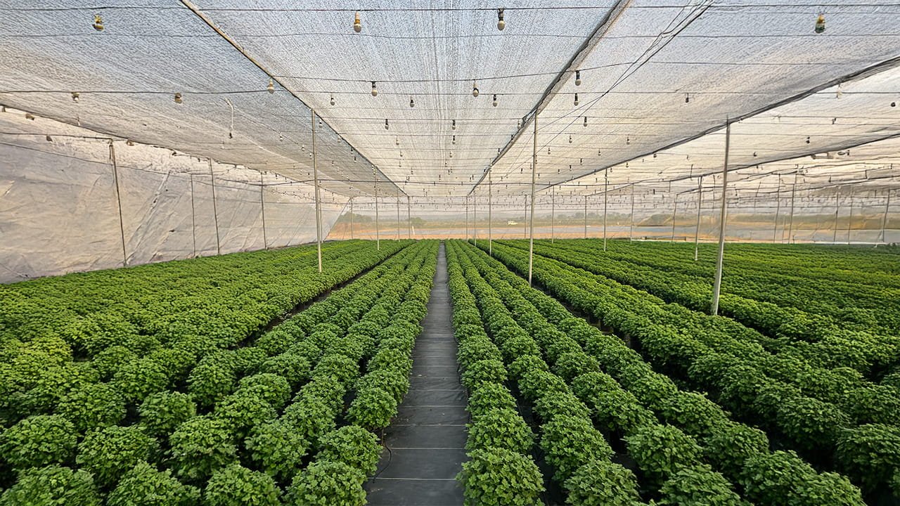 The Right Shade Net Doesn't Just Block Sun — It Engineers Your Crop's Growing Environment