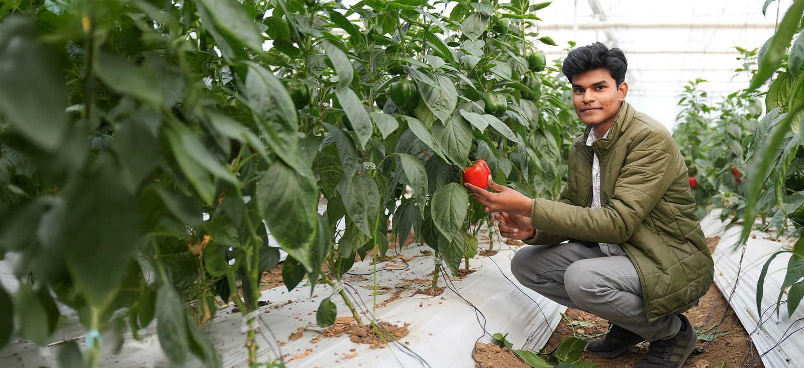 From Food Technologist to Successful Polyhouse Farmer