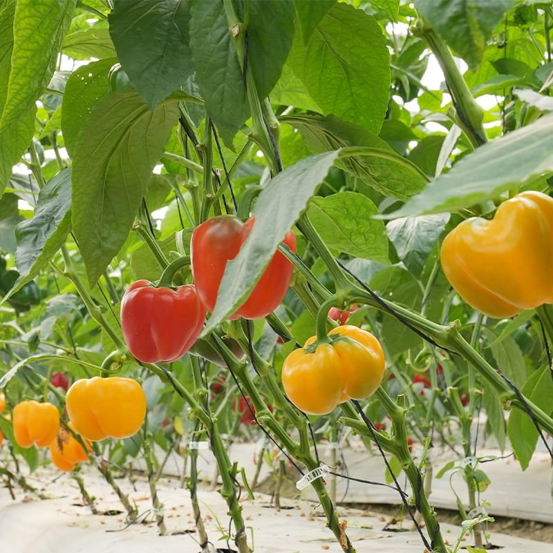 Coloured capsicum