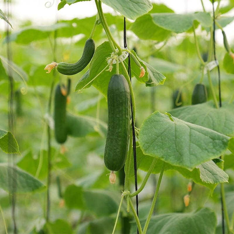 Seedless cucumber