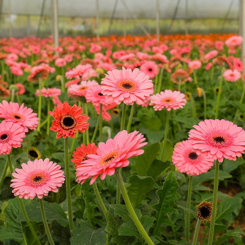 Cut flowers — gerbera and rose