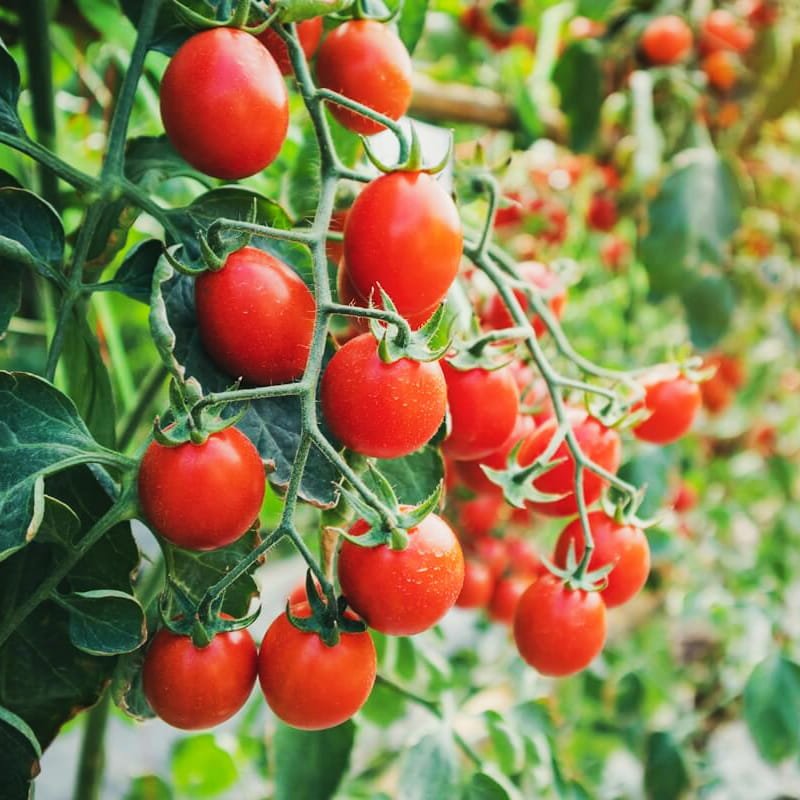 Polyhouse tomato
