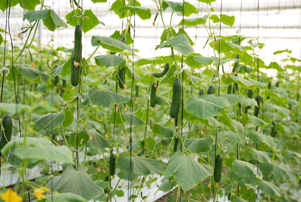 Inside a hi-tech polyhouse — rows of high-value crops