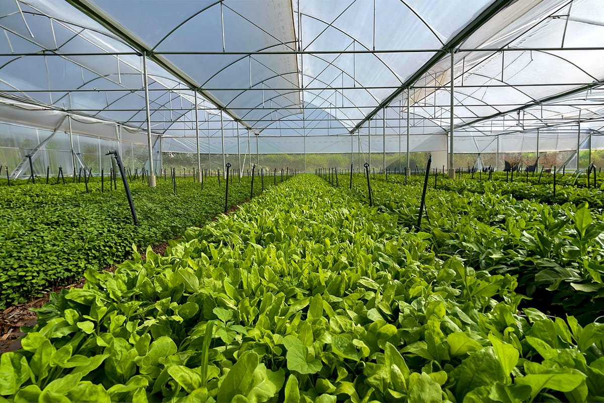 Interior of a commercial NVPH polyhouse with rows of crops
