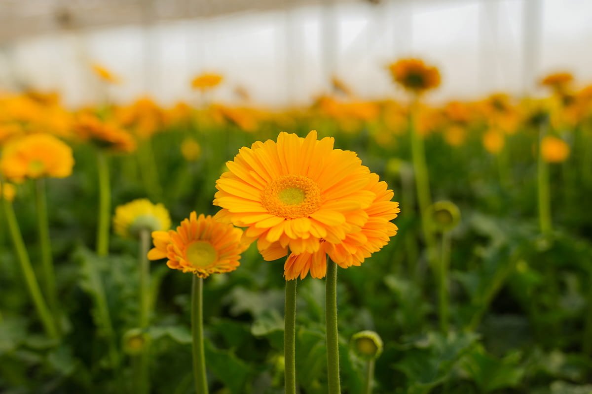 Government subsidy and scheme documentation for commercial polyhouse farming