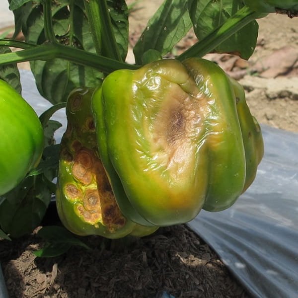 Traditional open-field farming exposed to weather and pests