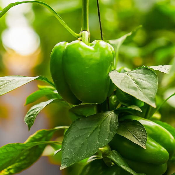 Commercial polyhouse with protected, high-yield crop cultivation