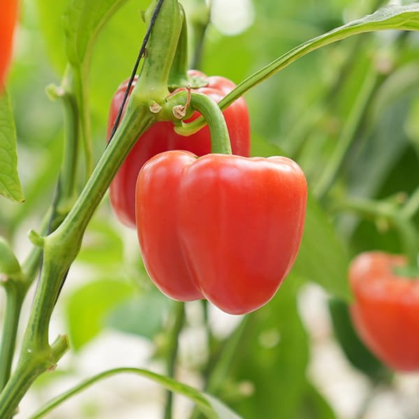 Coloured Capsicum grown in commercial polyhouse