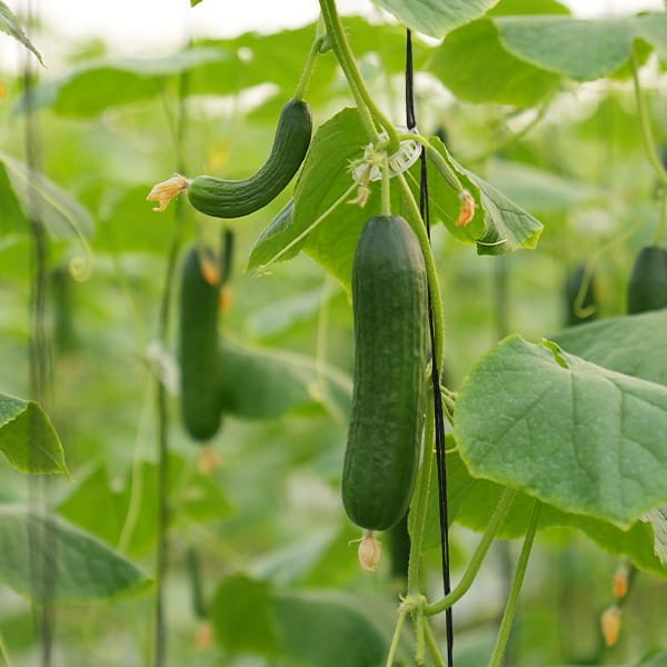 Seedless Cucumber grown in commercial polyhouse