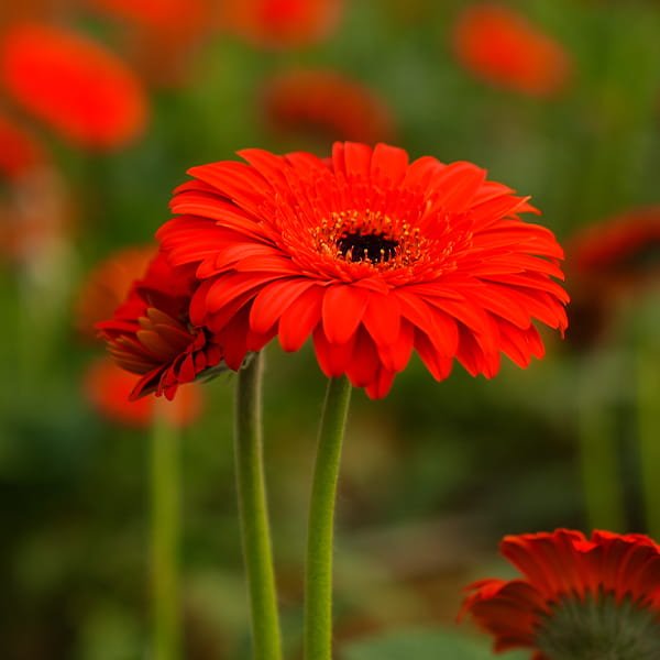Gerbera grown in commercial polyhouse