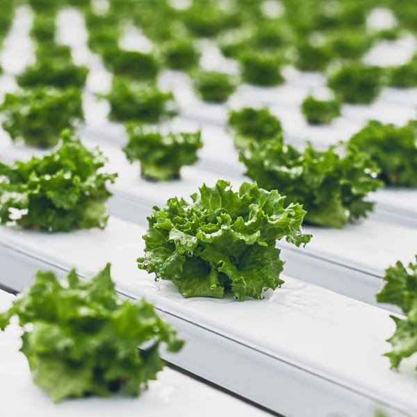 Exotic Leafy Greens grown in commercial polyhouse