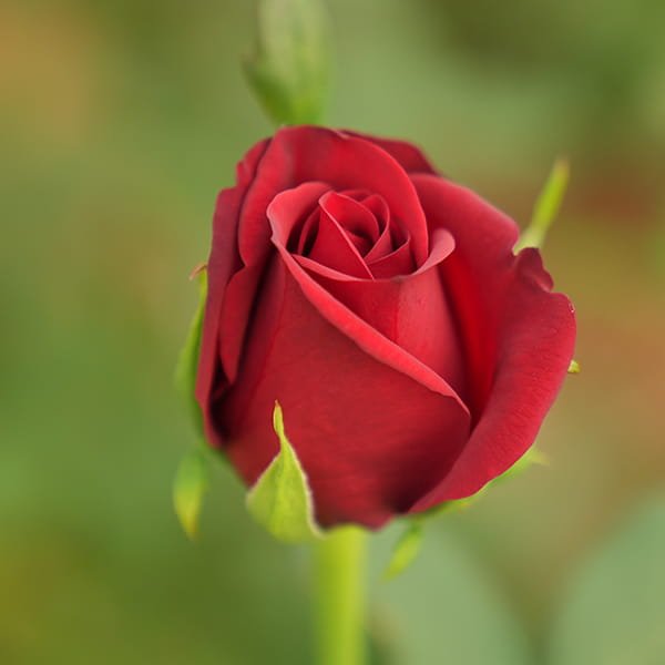 Roses (Cut Flowers) grown in commercial polyhouse