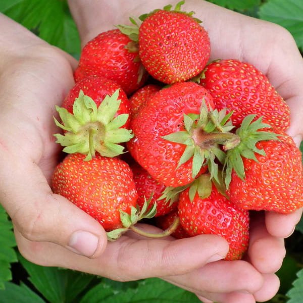 Strawberries grown in commercial polyhouse