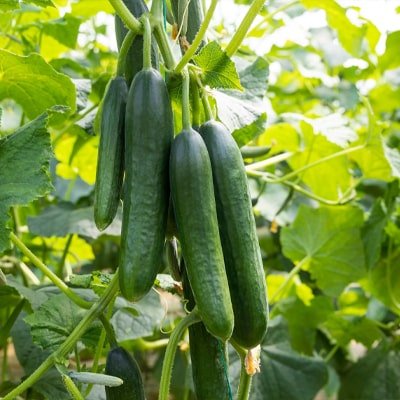 Smart farming results